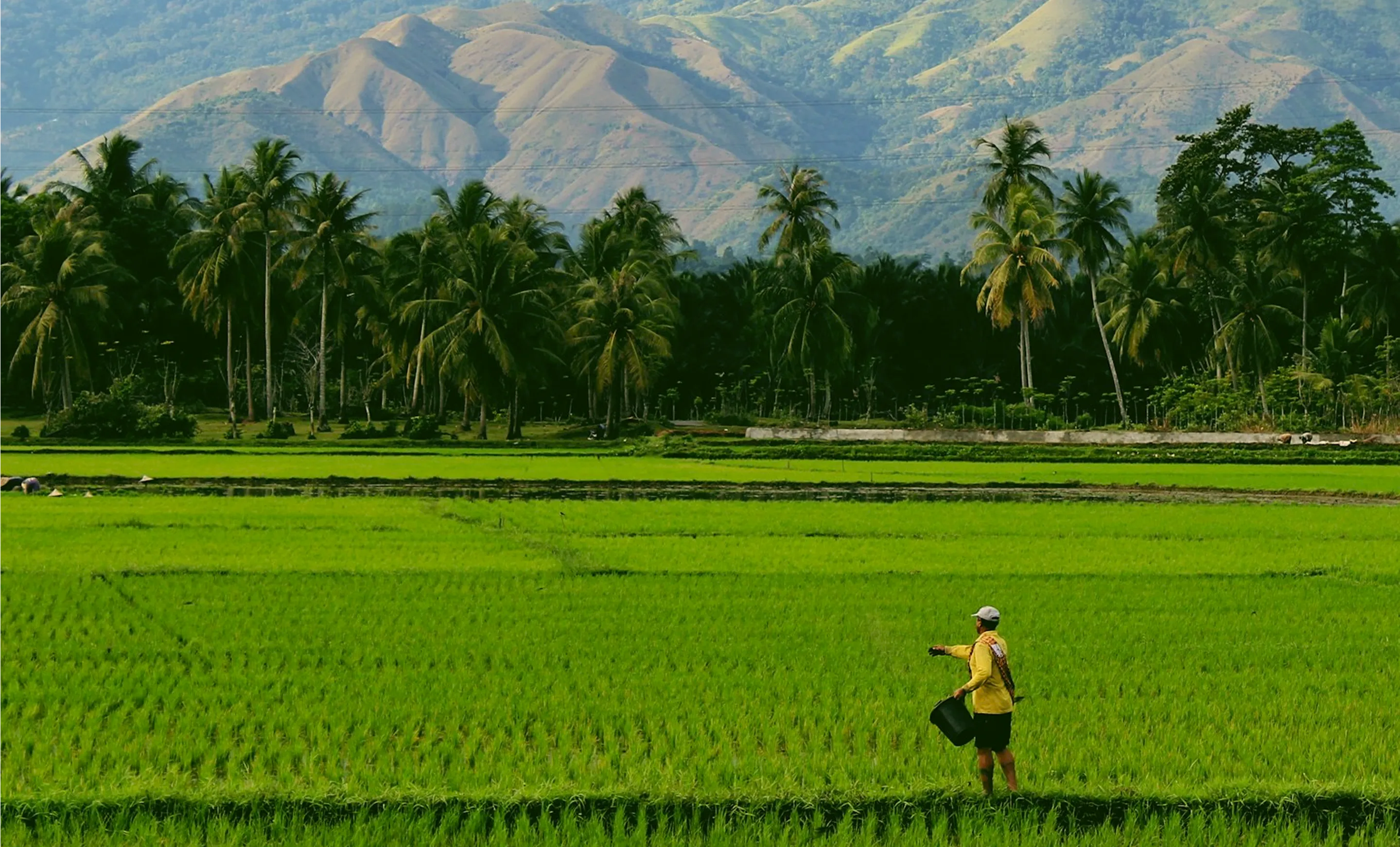 Farmer working in field