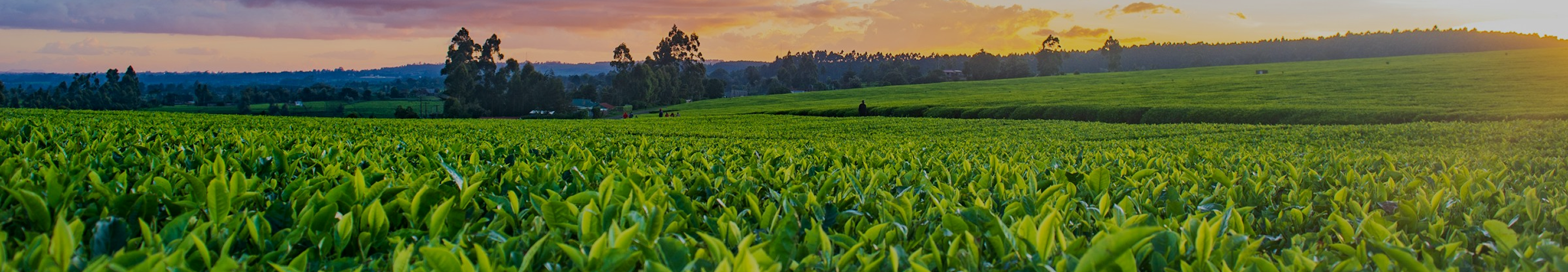 Ministry of Electronics and Information Technology logo